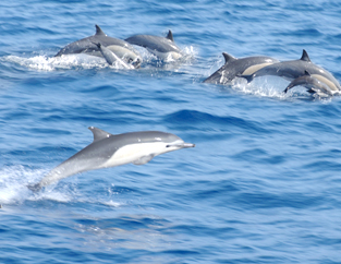 oman boat trip